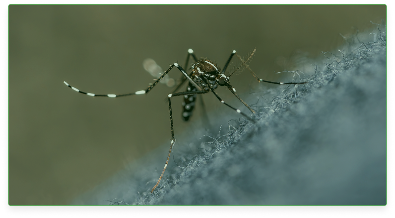 Cosmitet Ltda, Educación al paciente, cuidémonos del dengue