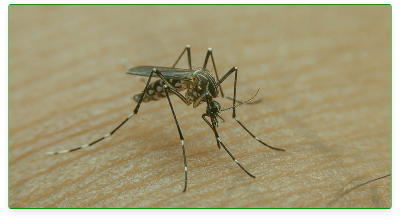 Cosmitet Ltda, Educación al paciente, cuidémonos del dengue